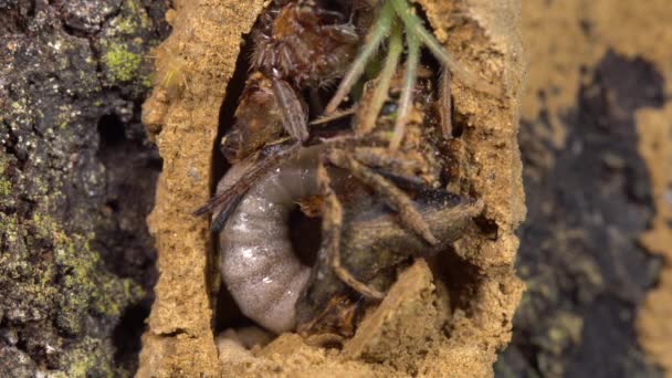 Avispa Potter Grande Vespidae Larva Alimentándose Arañas Paralizadas Video — Vídeo de stock