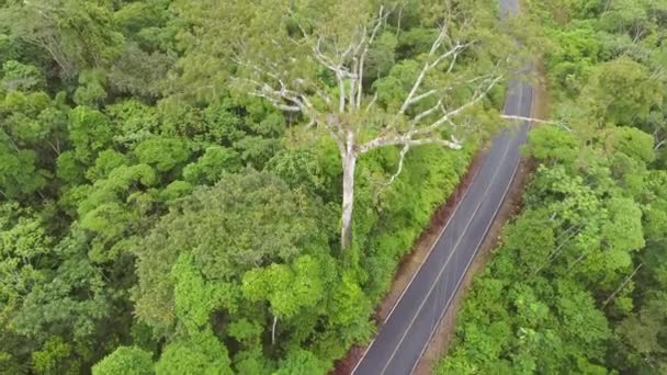 Vidéo Vue Aérienne Route Nationale Équateur Forêt Tropicale Bassin Amazonien — Video