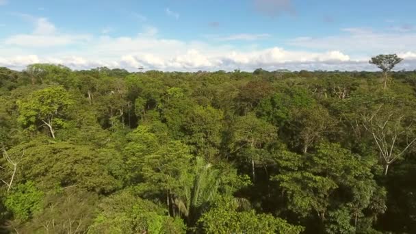 Floresta Tropical Verde Céu Azul Com Nuvens Flora Ambiente Vídeo — Vídeo de Stock