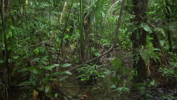 Tropischer Grüner Wald Mit Pflanzen Umweltflora Video — Stockvideo