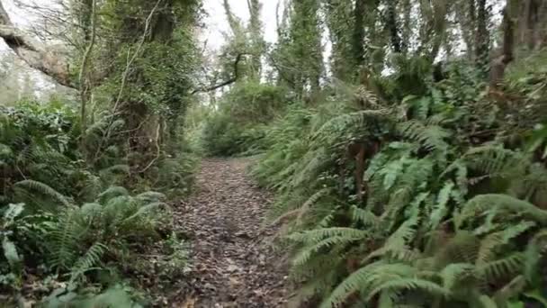 secouer vidéo, marcher sur le chemin de chemin dans la forêt avec des arbres 