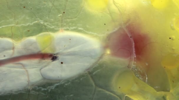 Макроснимок Видео Бьется Прозрачная Лягушка Стеклянная Лягушка Vitreorana Oyampiensis — стоковое видео