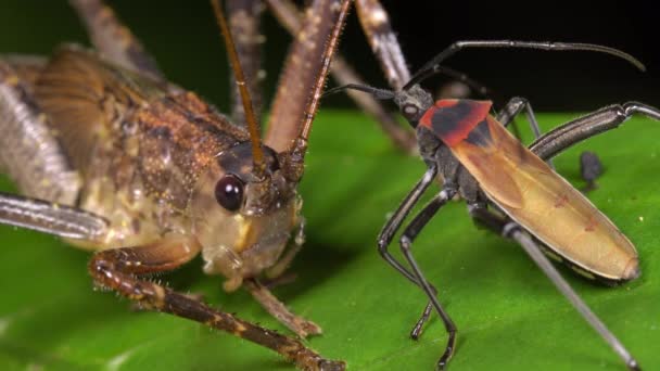 Bug Cricket Plantenblad Video — Stockvideo