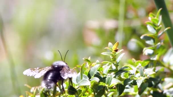 Velká Včela Letí Zpomaleném Filmu Video Flóry Fauny — Stock video