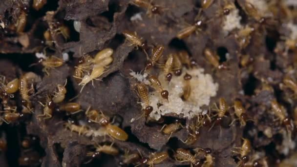 Video Nasute Termites Obhajující Vloupání Hnízda Tropický Deštný Prales Ekvádor — Stock video