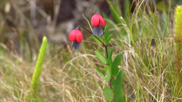 Vidéo Plantes Exotiques Tropicales Pérou — Video