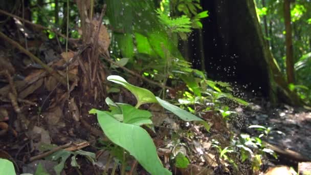 昆虫带着植物和叶子在森林中飞行 — 图库视频影像