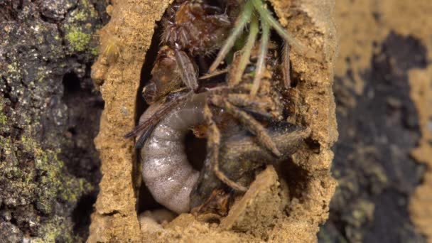 Avispa Potter Grande Vespidae Larva Alimentándose Arañas Paralizadas Video — Vídeos de Stock