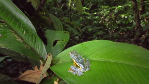 Video Von Frosch Auf Grünem Blatt Zeitlupe — Stockvideo