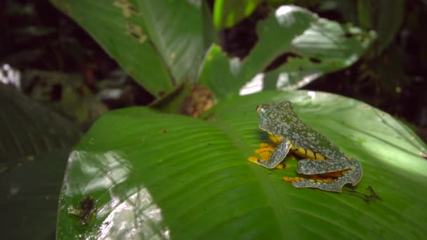 Slow Motion Jump Βίντεο Του Amazon Leaf Frog Cruziohyla Craspedopus — Αρχείο Βίντεο