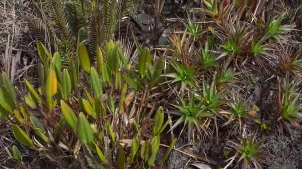 Video Von Tropischen Exotischen Pflanzen Peru — Stockvideo