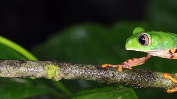 Video Žáby Tygří Pruhované Phyllomedusa Tomopterna Žába Ekvádorská — Stock video