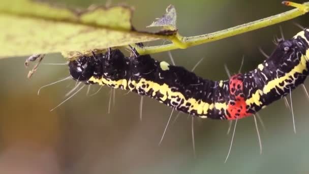 Video Amazonian Geometrid Caterpillar Ecuadorian Amazon — Stock Video