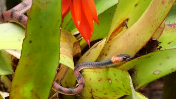 Vídeo Tropical Flat Snake Siphlophis Compressus Escalando Sobre Bromeliad Floreciente — Vídeos de Stock