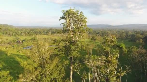 Video Panoramico Sugli Alberi Delle Foreste Tropicali Cielo — Video Stock