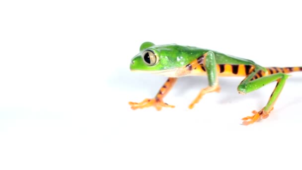 Tiger Striped Leaf Frog Phylomedusa Tomopterna White Surface — 비디오