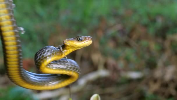 一般的なSipo Snake Chironius Exoletusのビデオ — ストック動画