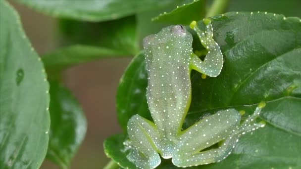 Video Resplandeciente Rana Cochran Cochranella Resplendens Agacharse Amazonas Ecuatorianas — Vídeos de Stock