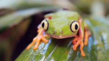 Yaprak Kurbağası, Agalychnis Hulli 'nin videosu. Gözleri kırpıyor, Ekvador yağmur ormanları.