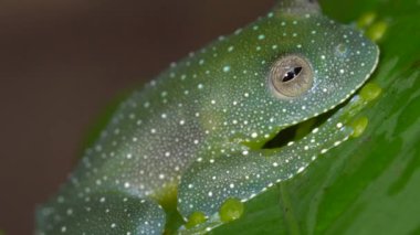 Resplendent Cochran Frog, Cochranella Parlendens, çömelmiş, Ekvador Amazonu 