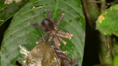 Büyük kıllı Tarantula örümceği videosu, Avicularia sp yeşil yapraklı 