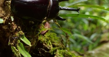 Fil Böceği, Megastoma acaeton 'un ağaç gövdesine tırmandığı video.