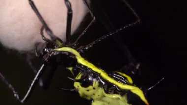 Dikenli örümceğin yavaş çekim videosu, Micrathena sp örgü ören ipek yuvası, Ekvador Amazon