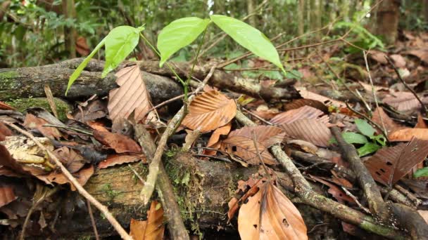 Видео Муравьями Бегущими Вдоль Тропических Лесов Эквадорская Амазонка — стоковое видео
