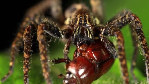 Kapana Kısılmış Örümcek Videosu — Stok video