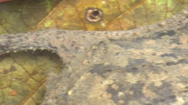 Nahaufnahme Video Von Suriname Krötenfroschhaut Pipa Pipa Wasser Tarnung — Stockvideo