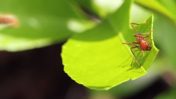 macro shot, gros plan vidéo de coupe-feuilles fourmi