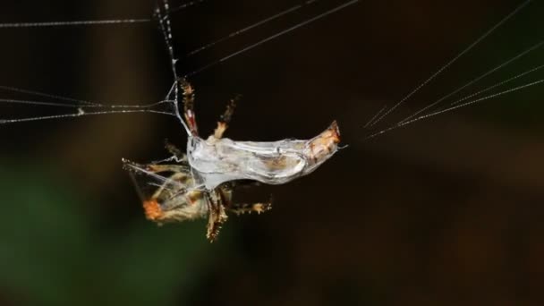 vidéo de la capture d'araignée bug dans le piège