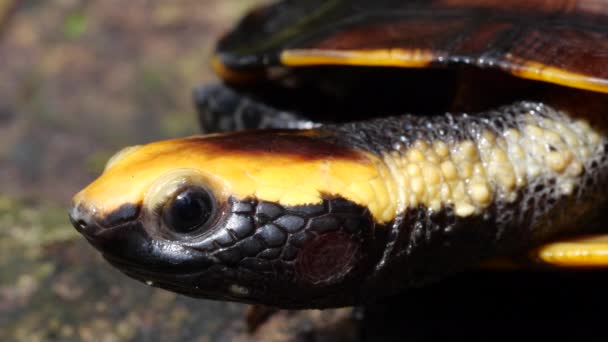 Video Kıvrımlı Kaplumbağa Platemys Platycephala Ekvador Amazon Unda Bir Nehrin — Stok video