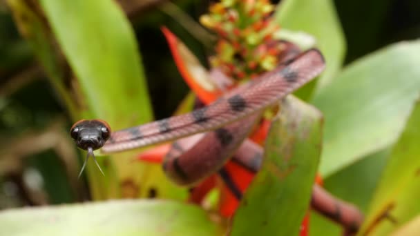 Video Van Tropische Platte Slang Siphlophis Compressus Klimmend Bloeiende Aechmea — Stockvideo