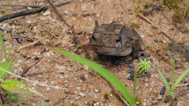 Slow Motion Video Van Het Springen Crested Forest Toad Rhinella — Stockvideo