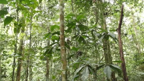 Дикий Тропічний Ліс Зелене Листя Рослинах Відео — стокове відео