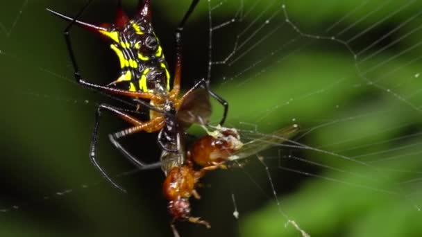 Cámara Lenta Spiny Orb Weaver Araña Con Mosca Trampa — Vídeos de Stock