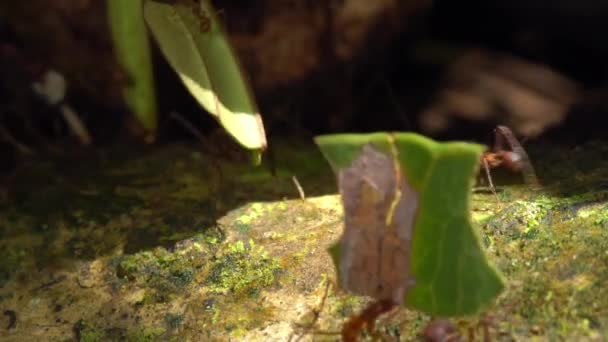 Zeitlupenvideo Von Blattameisen Atta Die Blätter Tragen — Stockvideo