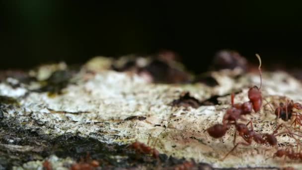 Zeitlupenvideo Von Ameisen Makroaufnahme Blattameisen Von Ecuador — Stockvideo