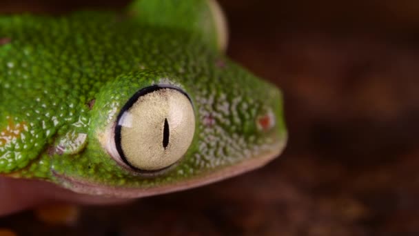 Vidéo Grenouille Feuille Verte Agalychnis Hulliblinks Yeux Forêt Tropicale Équateur — Video