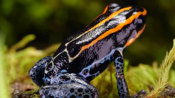 Відео Reticulated Poison Frog Ranitomeya Ventrimaculata — стокове відео