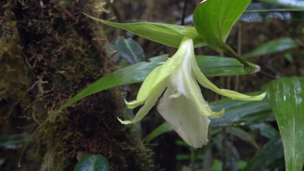 Βίντεο Από Λευκό Λουλούδι Στο Δάσος Μετά Βροχή — Αρχείο Βίντεο