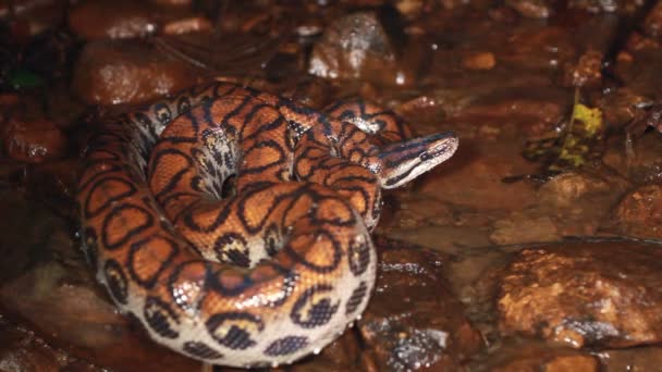 Vídeo Serpiente Mojada Agua Del Río Boa Arco Iris Epicrates — Vídeo de stock