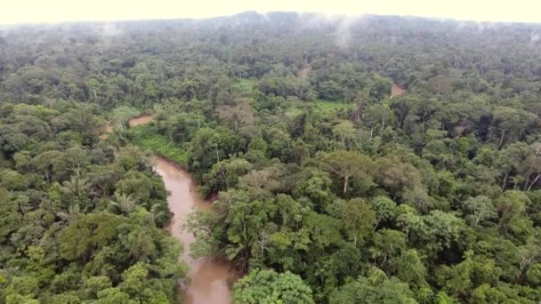 Aerial View Drone Video Rio Shiripuno River Flow Tropical Rainforest — Stock Video