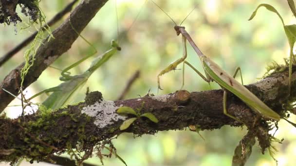 Vídeo Cortesía Preying Mantis Masculino Mostrando Una Hembra — Vídeos de Stock