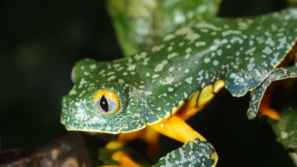 Видео Amazon Leaf Frog Cruziohyla Craspedopus — стоковое видео