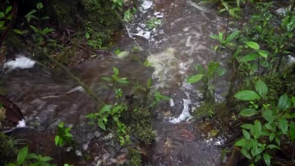 Rivier Waterstroom Het Wilde Tropische Bos Video — Stockvideo
