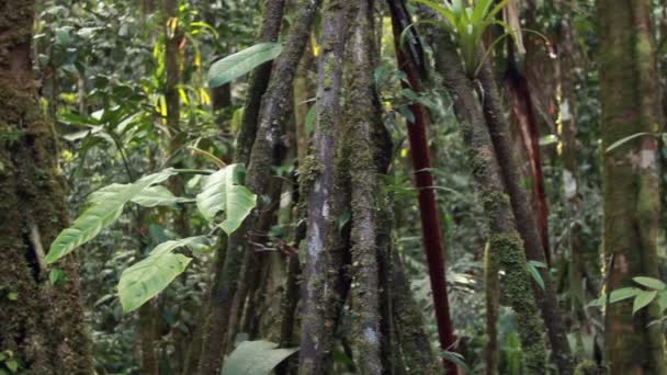 Bosque Tropical Salvaje Hojas Verdes Las Plantas Vídeo — Vídeo de stock