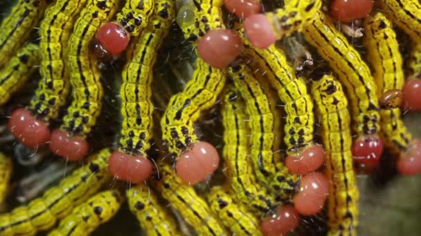 Grupo Larvas Polilla Recién Nacidas Una Hoja Selva Tropical Ecuador — Vídeo de stock