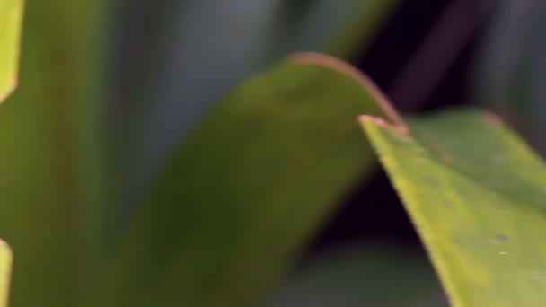 Video Treefrog Cabeza Ancha Osteocephalus Mutabor Hoja Selva Tropical Ecuador — Vídeos de Stock